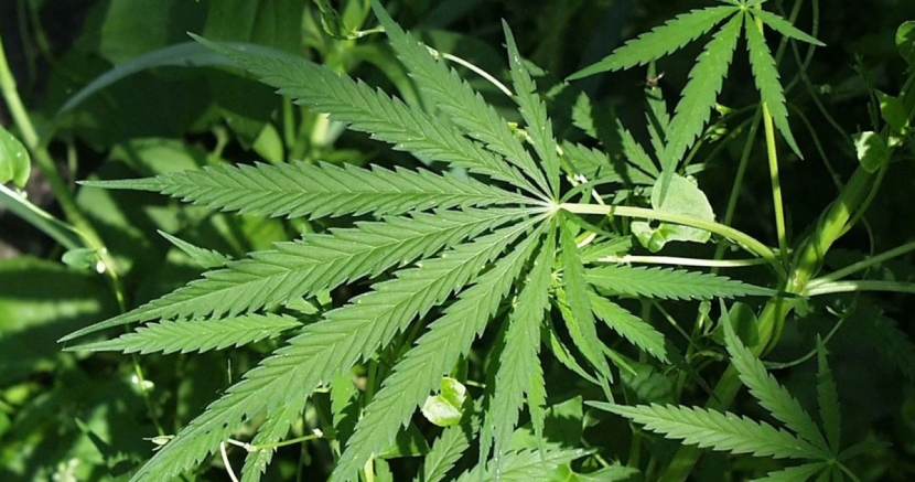 cannabis