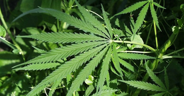 Cannabis